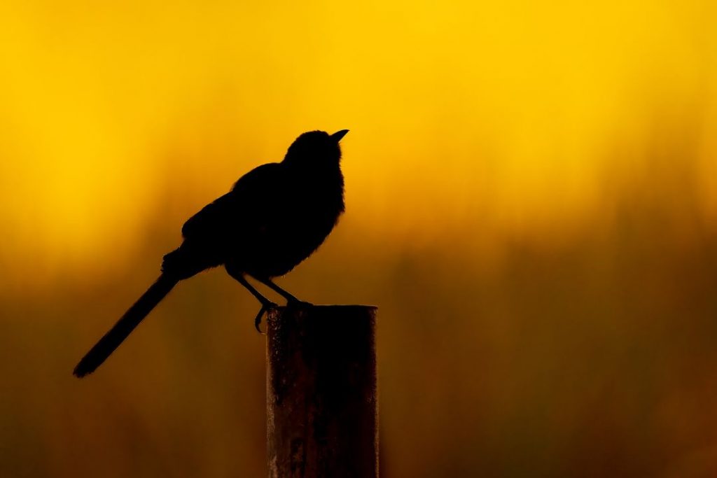 Exploring Floridian Beauty: Bird Key