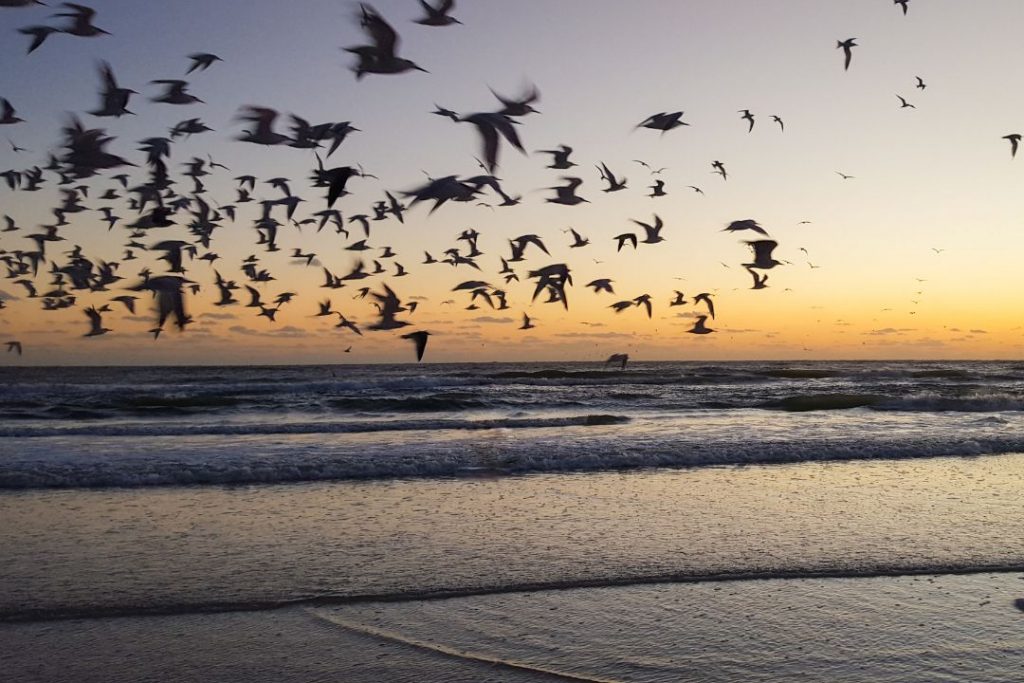 Siesta Beach - Siesta Key - Florida